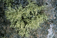 Ramalina intermedia image