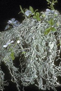 Ramalina menziesii image