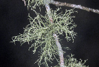 Ramalina peruviana image