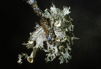 Ramalina sinensis image