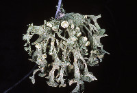 Ramalina sinensis image