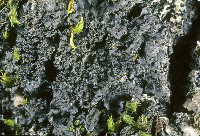 Image of Scytinium siskiyouensis