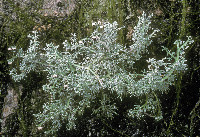 Sphaerophorus tuckermanii image