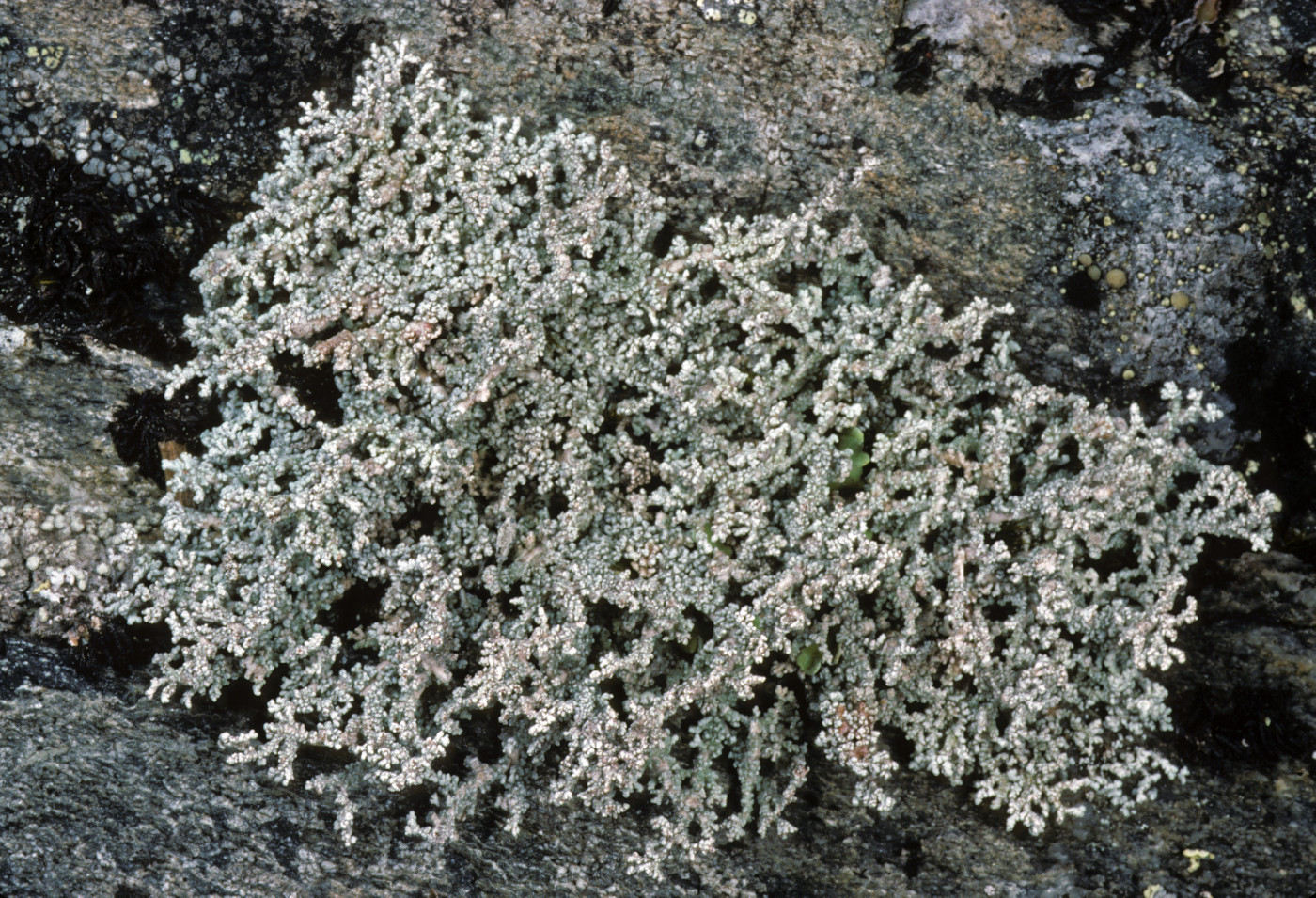 Stereocaulon groenlandicum image