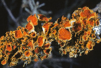 Teloschistes chrysophthalmus image