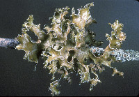 Tuckermanopsis chlorophylla image