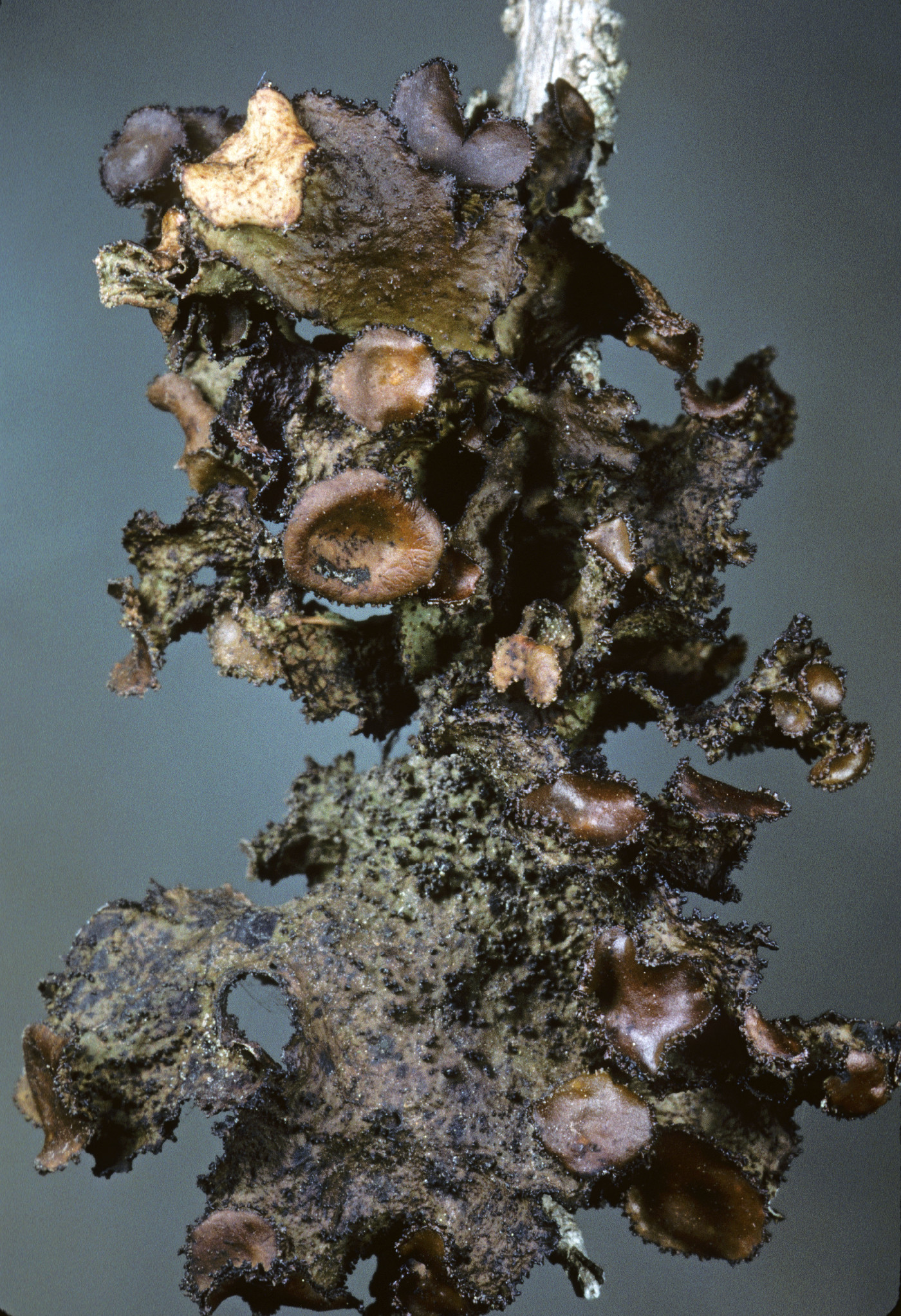 Tuckermanopsis platyphylla image