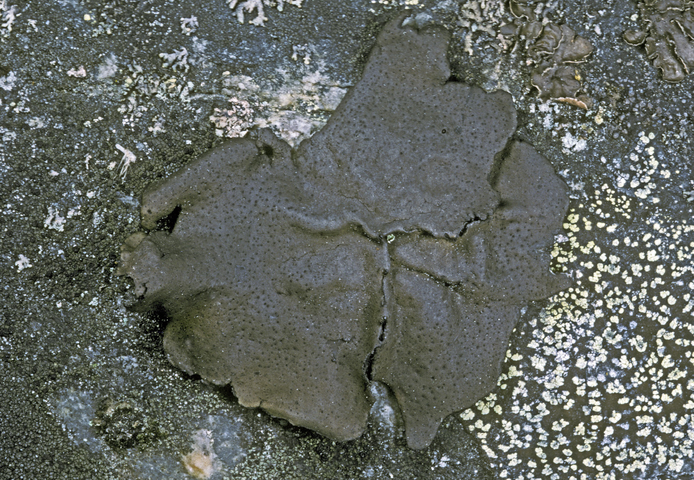Umbilicaria angulata image