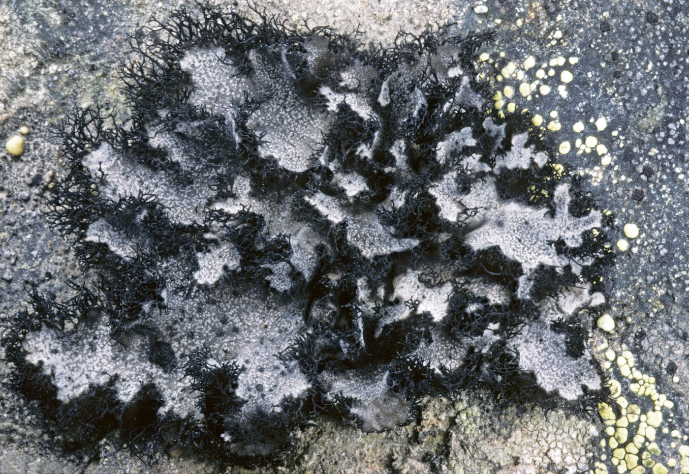 Umbilicaria cylindrica image