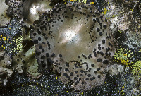 Umbilicaria phaea image