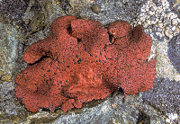 Umbilicaria phaea image