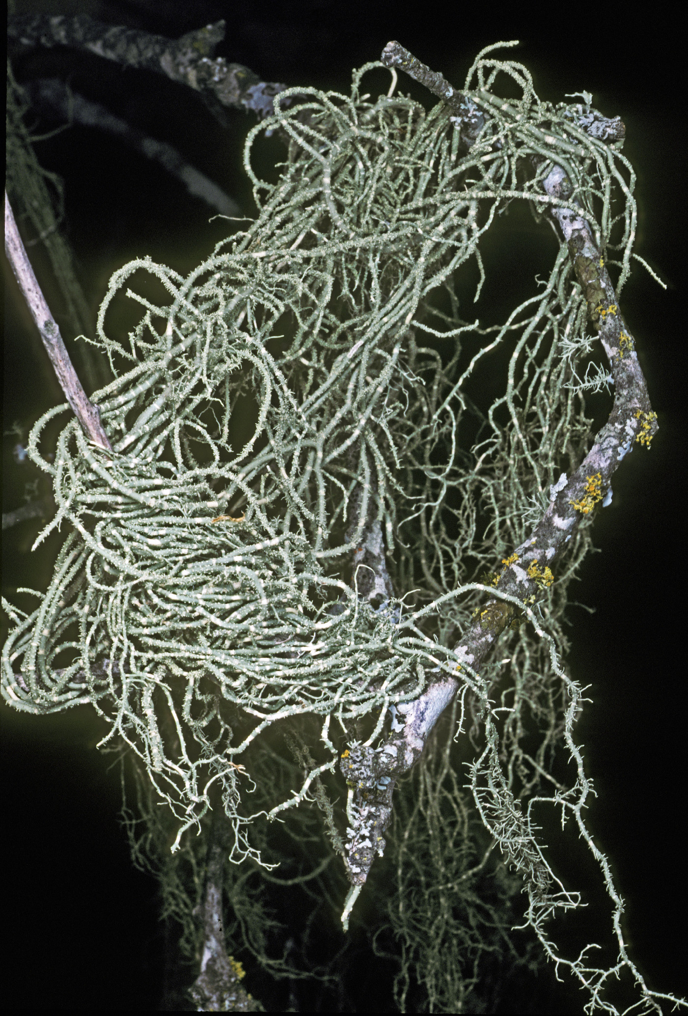 Usnea ceratina image