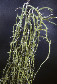 Usnea ceratina image