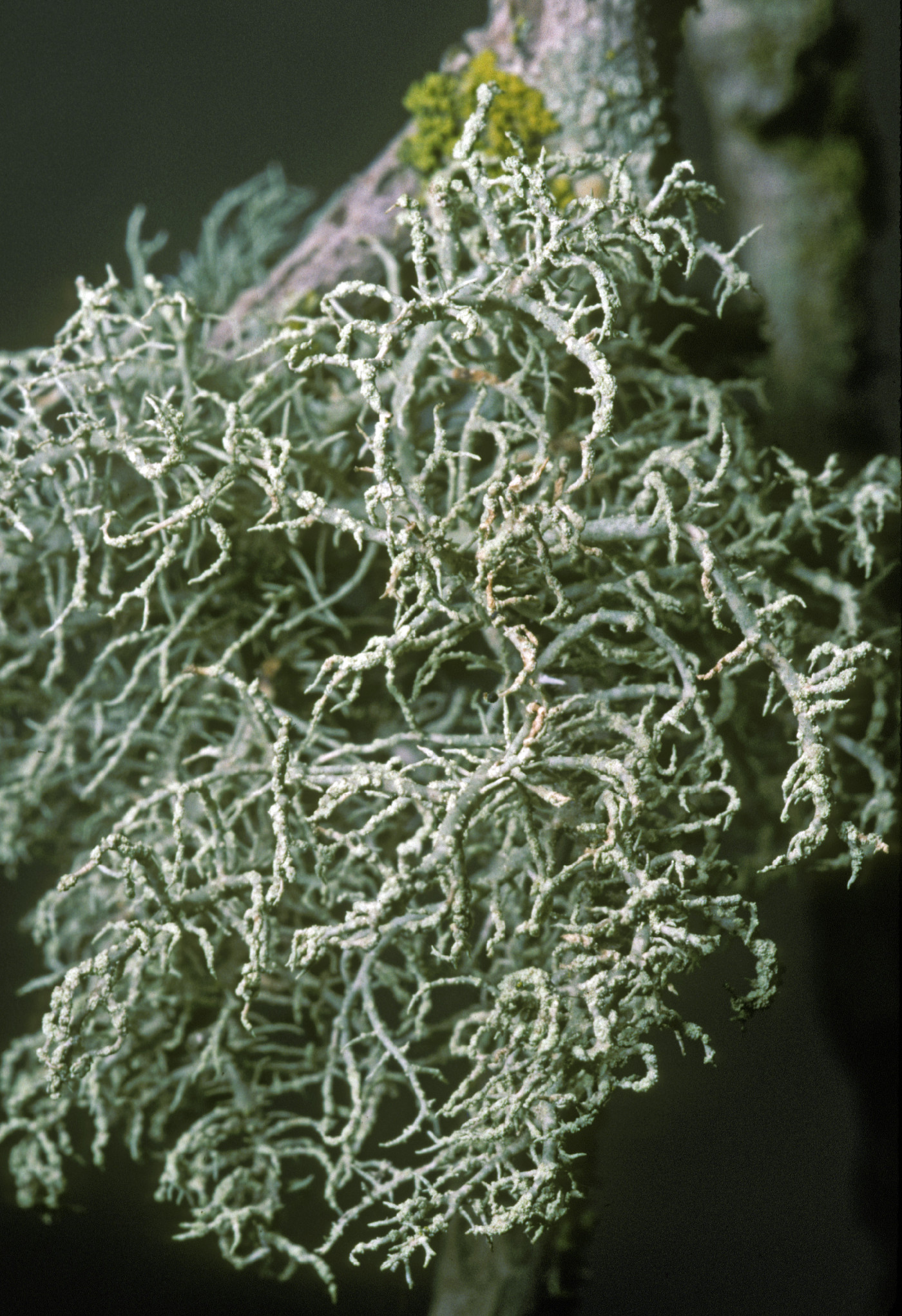 Usnea glabrata image