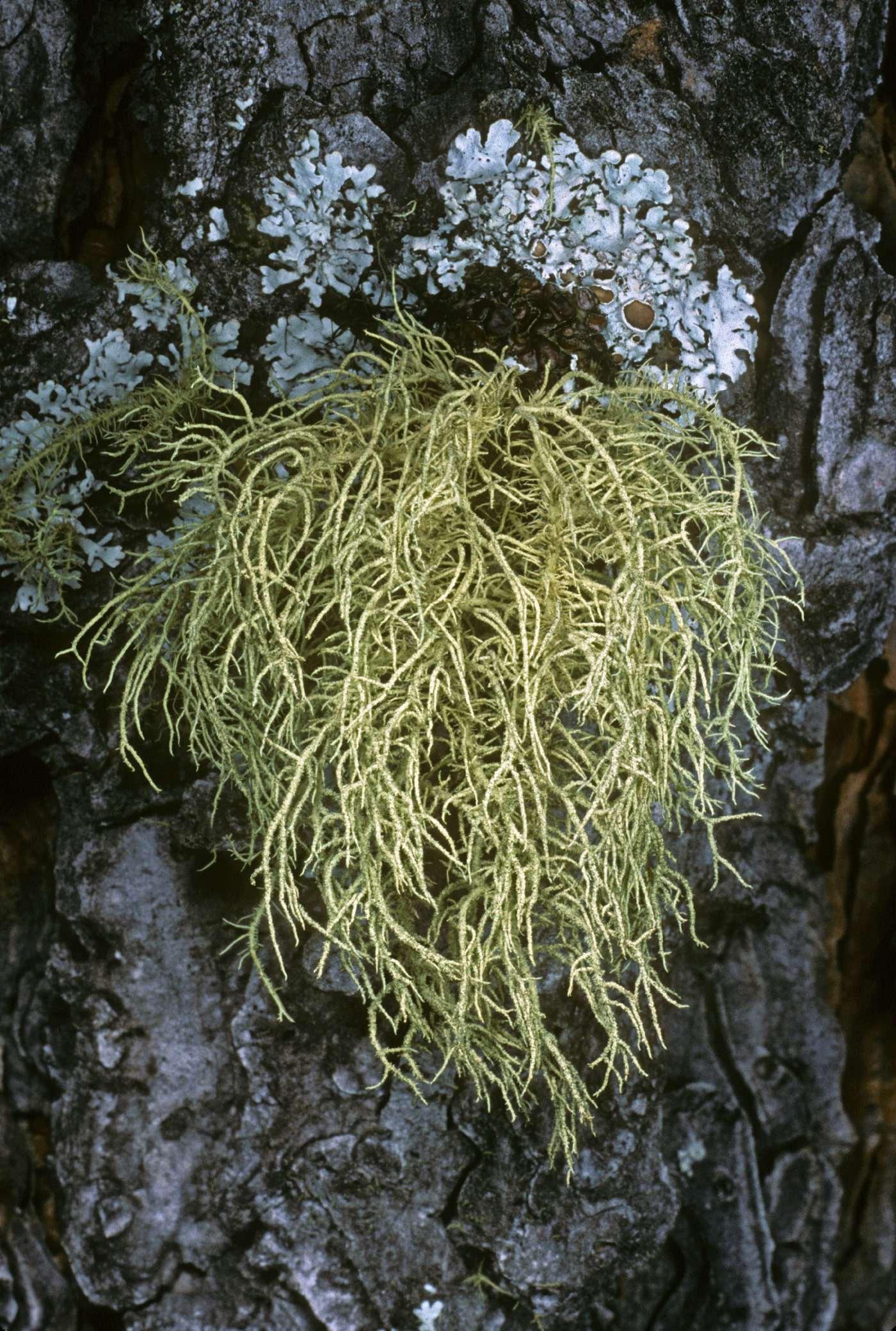 Usnea hirta image