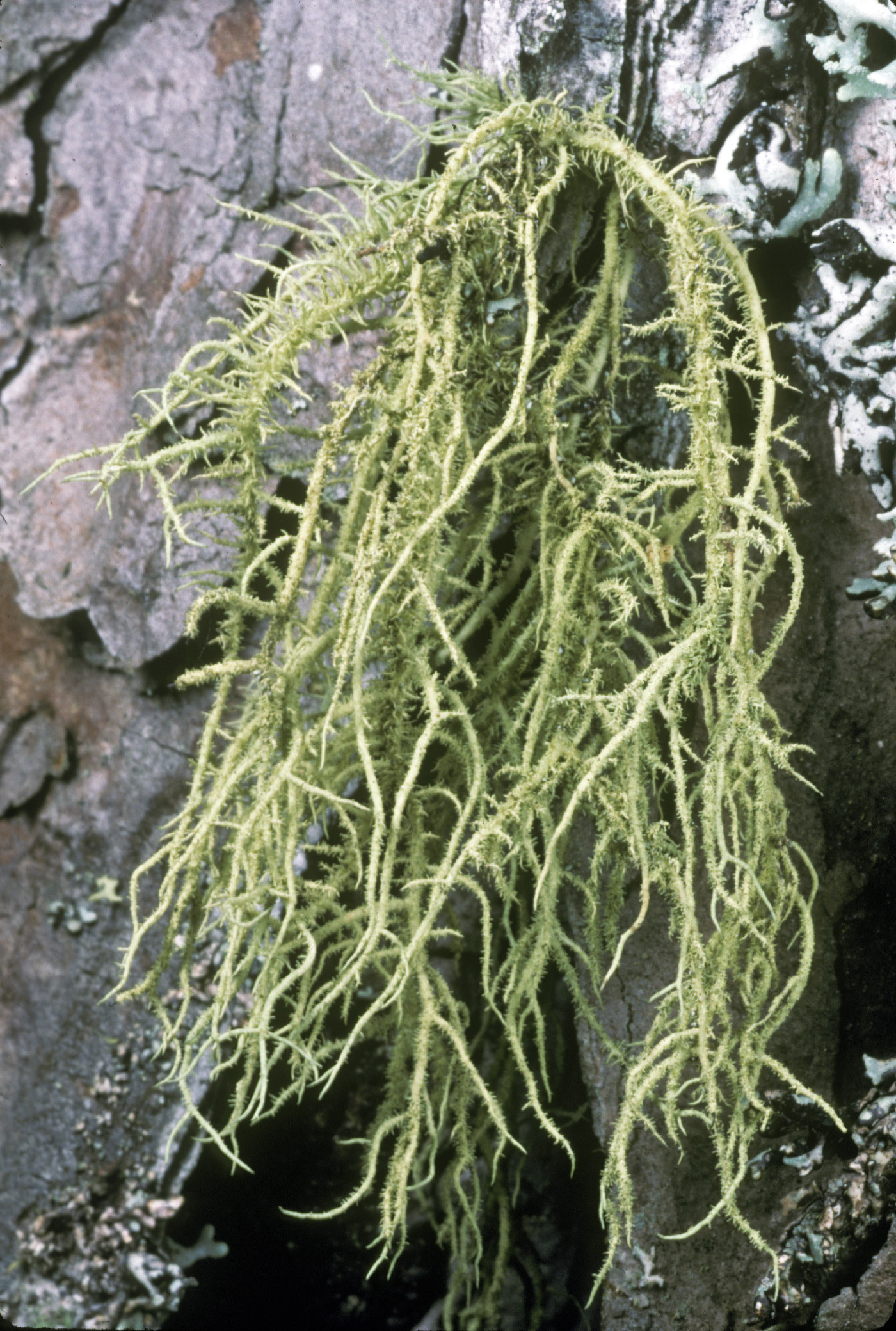 Usnea hirta image