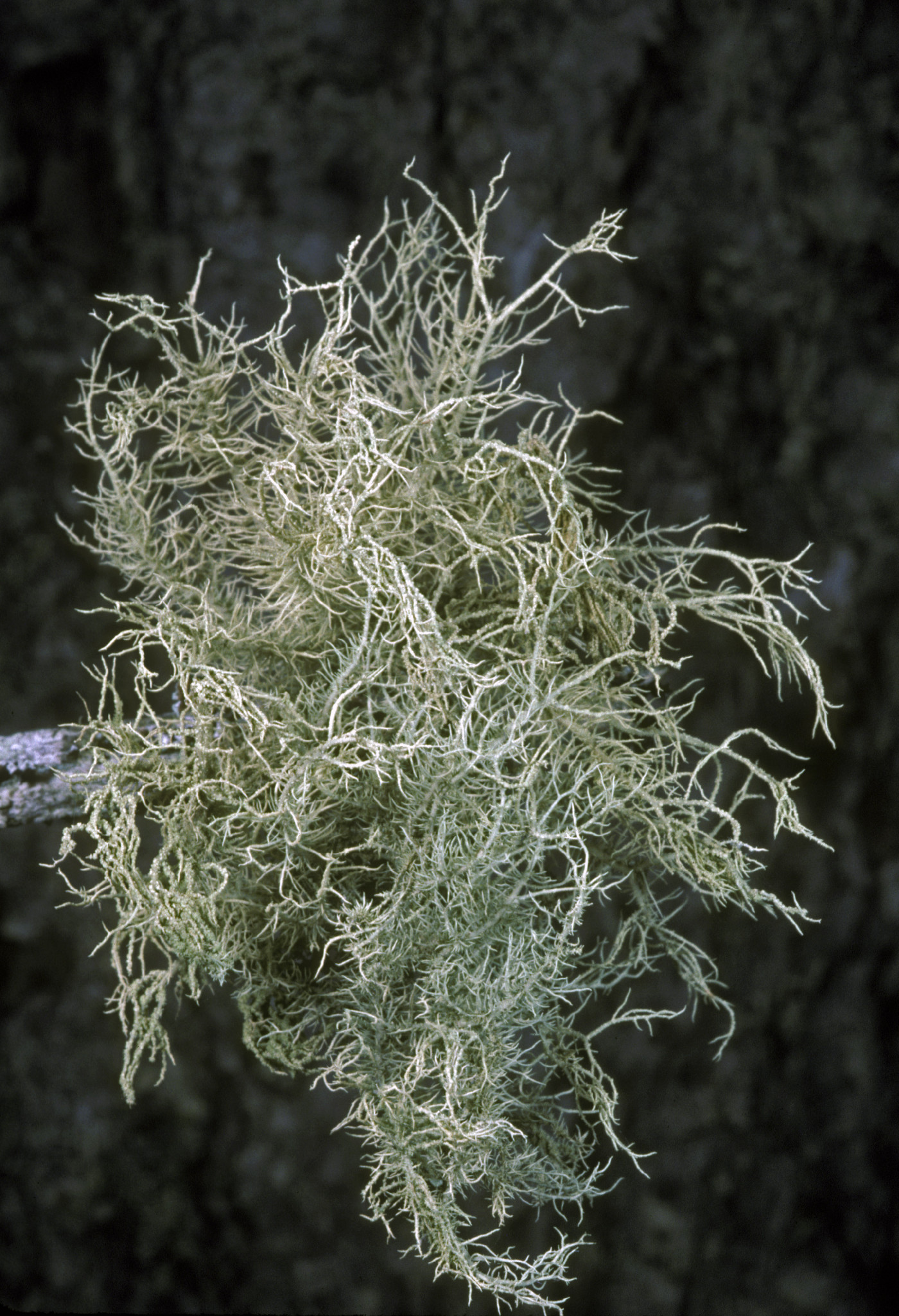 Usnea subfloridana image