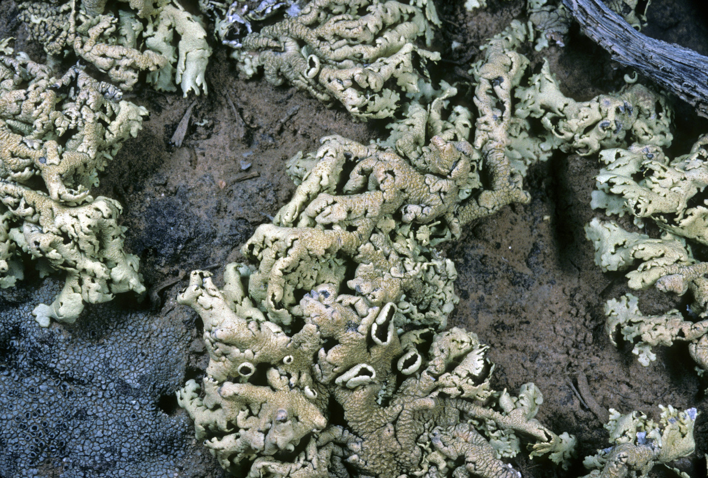 Xanthoparmelia idahoensis image