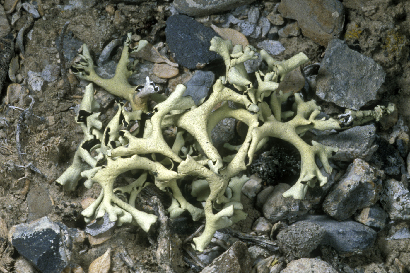 Xanthoparmelia norchlorochroa image