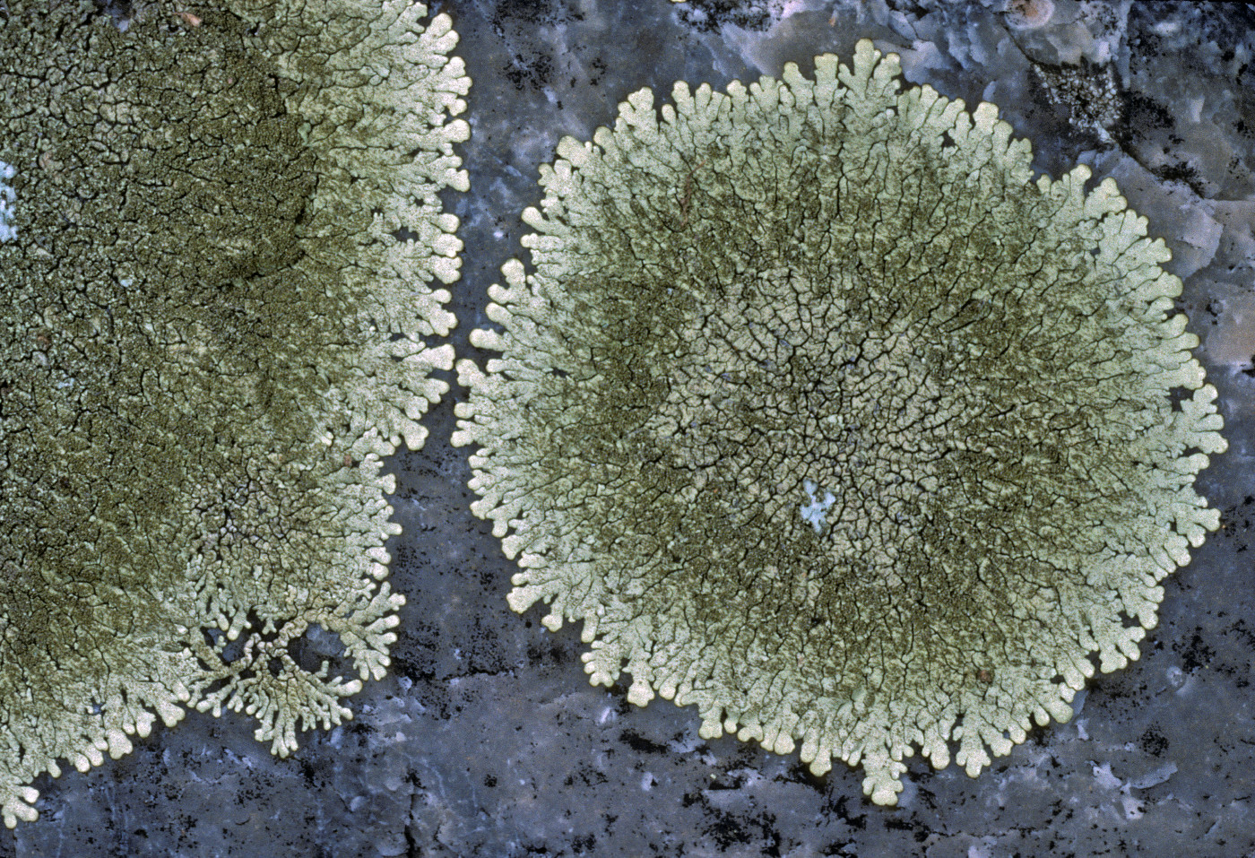 Xanthoparmelia substenophylloides image