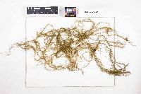 Usnea angulata image