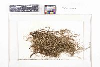 Usnea baileyi image