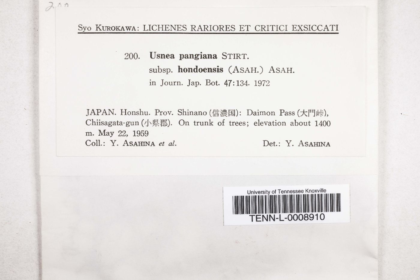 Usnea pangiana subsp. hondoensis image