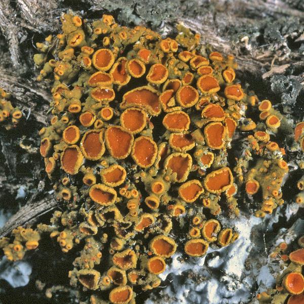 Xanthomendoza montana image