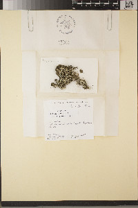 Cladonia nashii image
