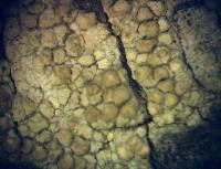 Pertusaria lecanina image