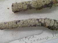 Pertusaria lecanina image