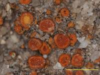 Caloplaca urceolata image