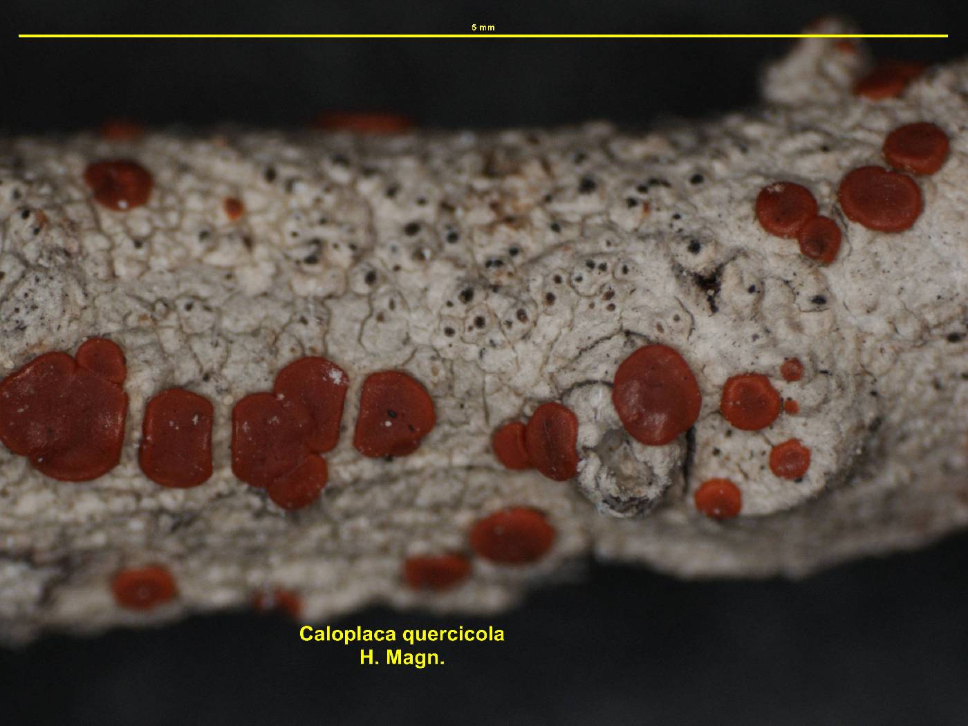 Caloplaca quercicola image