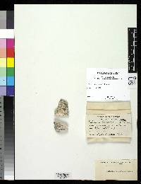 Thelidium leucoplacum image