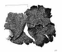 Umbilicaria (Floccularia) image