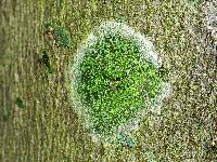 Ropalospora viridis image