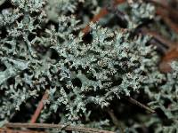 Cladonia uncialis image