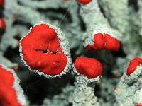 Cladonia cristatella image