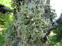 Ramalina americana image