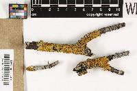 Xanthoria parietina image