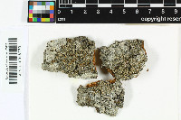 Bacidia rosella image