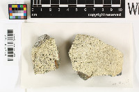 Lecanora ryanii image