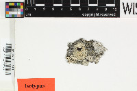 Lecanora guatemalensis image