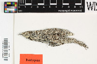 Lecanora rabdotoides image
