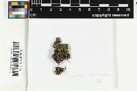 Bacidia scopulicola image