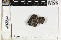 Bilimbia lobulata image
