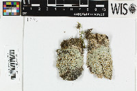 Brigantiaea microcarpa image