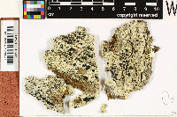 Lopezaria versicolor image