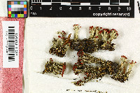 Cladonia coccifera image