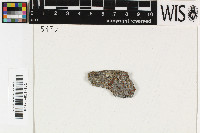 Blastenia crenularia image